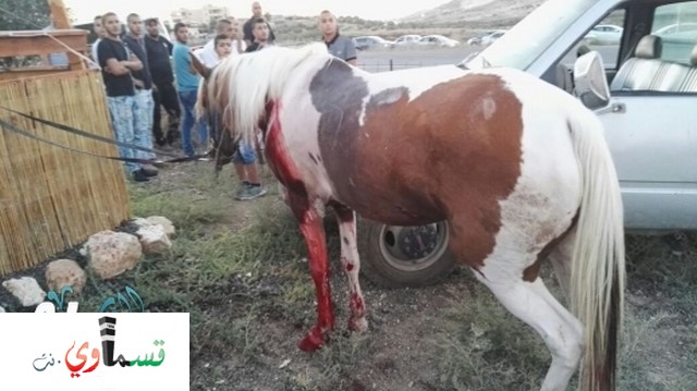 عبلين: إصابة شاب بجراح خطيرة بعد اصطدام سيارة تجارية بحصانه وتوقيف مشتبه من المشهد