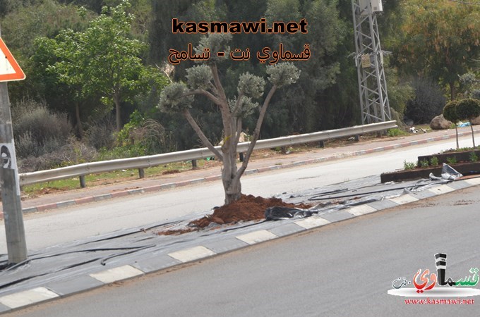 عمو عادل يزرع اشجار الزيتون في مدخل البلدة والمشروع اخذ بالانجاز والاكتمال 