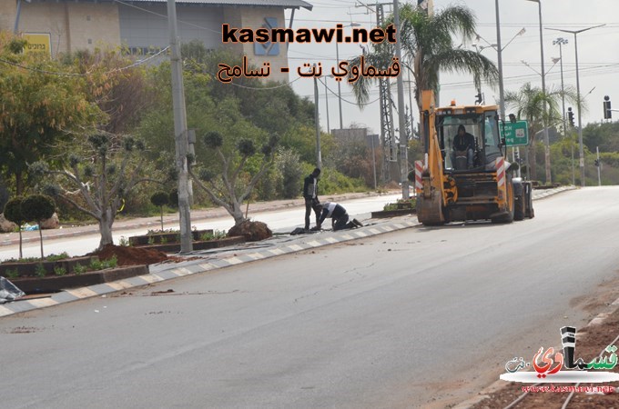 عمو عادل يزرع اشجار الزيتون في مدخل البلدة والمشروع اخذ بالانجاز والاكتمال 