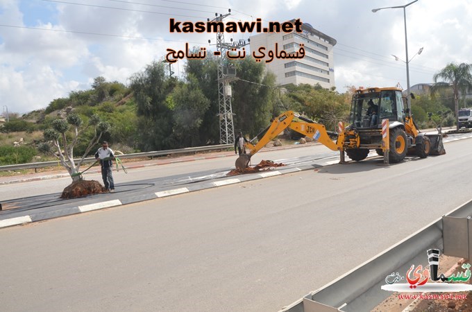 عمو عادل يزرع اشجار الزيتون في مدخل البلدة والمشروع اخذ بالانجاز والاكتمال 