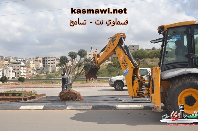 عمو عادل يزرع اشجار الزيتون في مدخل البلدة والمشروع اخذ بالانجاز والاكتمال 