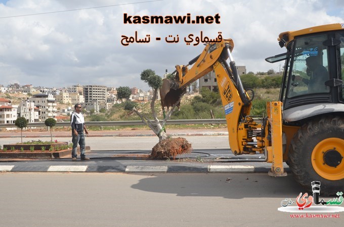 عمو عادل يزرع اشجار الزيتون في مدخل البلدة والمشروع اخذ بالانجاز والاكتمال 