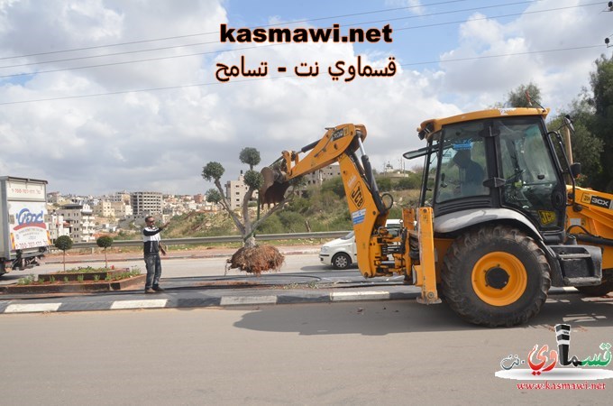 عمو عادل يزرع اشجار الزيتون في مدخل البلدة والمشروع اخذ بالانجاز والاكتمال 