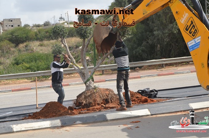 عمو عادل يزرع اشجار الزيتون في مدخل البلدة والمشروع اخذ بالانجاز والاكتمال 