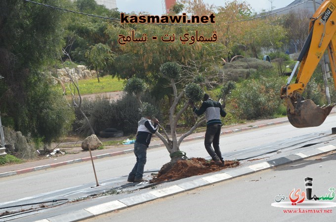 عمو عادل يزرع اشجار الزيتون في مدخل البلدة والمشروع اخذ بالانجاز والاكتمال 