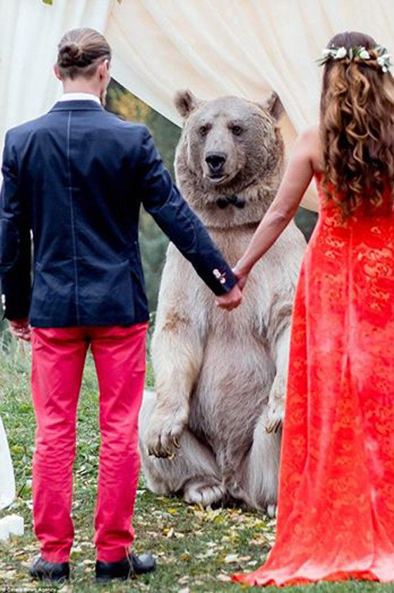 حفل زفاف بحضور صديقهما الدب